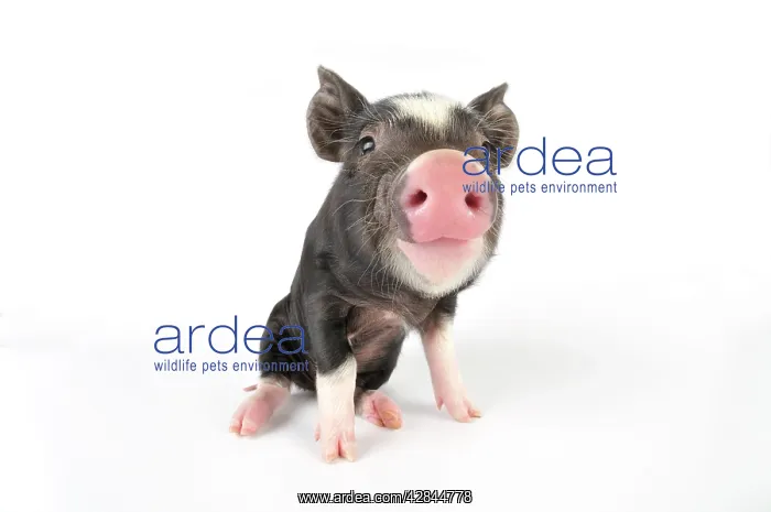 : Pig. Berkshire piglet : Pig. Berkshire piglet