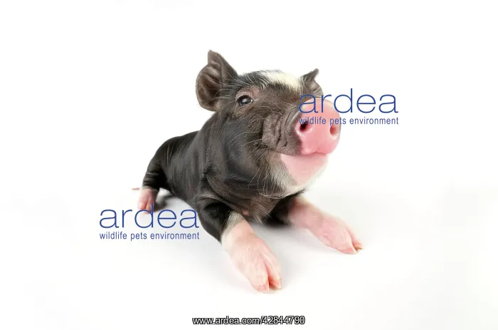 : Pig. Berkshire piglet : Pig. Berkshire piglet