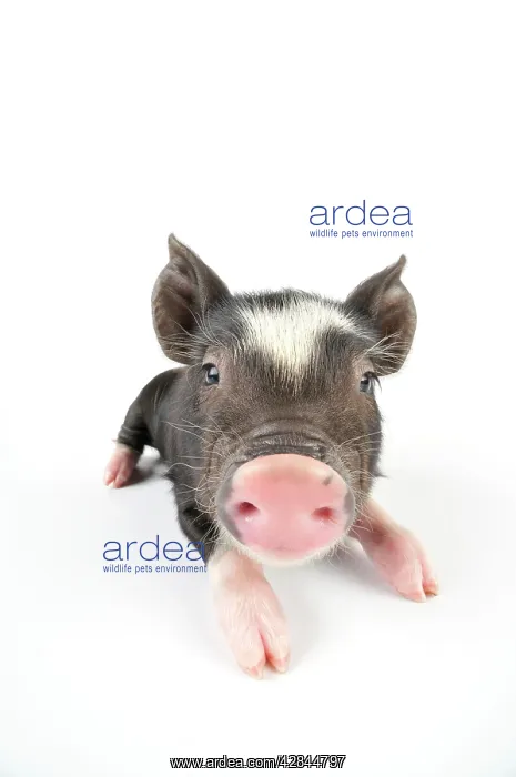: Pig. Berkshire piglet : Pig. Berkshire piglet