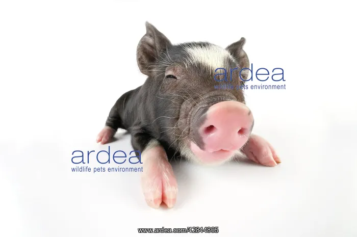 : Pig. Berkshire piglet : Pig. Berkshire piglet