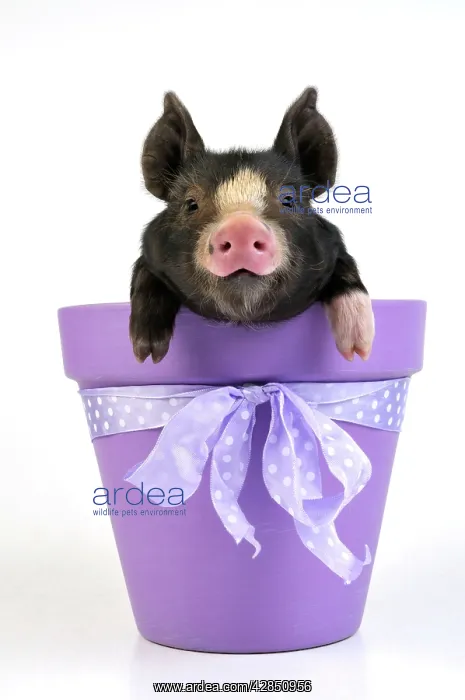  : PIG. Berkshire piglet in plant pot