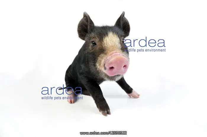  : PIG. Berkshire piglet sitting down