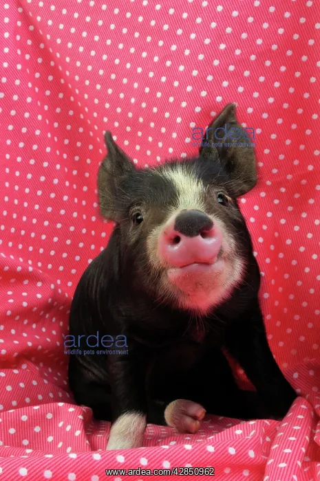  : PIG. Berkshire piglet sitting on red blanket