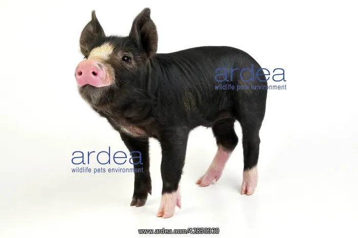  : PIG. Berkshire piglet standing