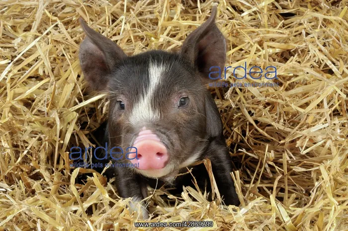  : Pig - Berkshire piglet in straw