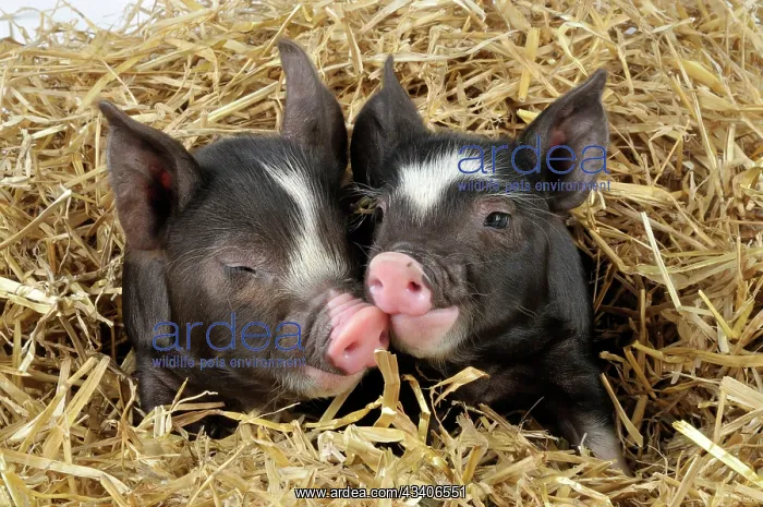 : Pig - Berkshire piglet in straw