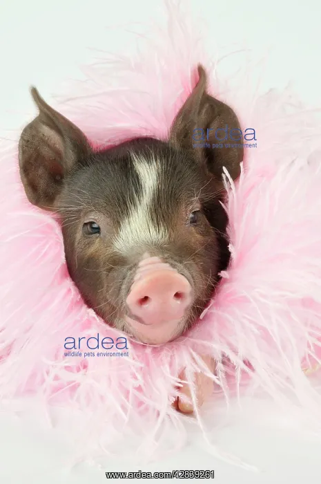  : Pig - Berkshire piglet wearing feather boa