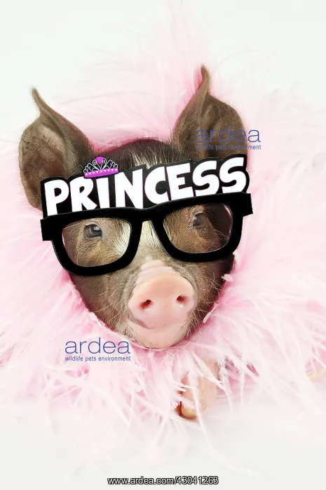 : Pig - Berkshire piglet wearing feather boa and Princess : Pig - Berkshire piglet wearing feather boa and Princess