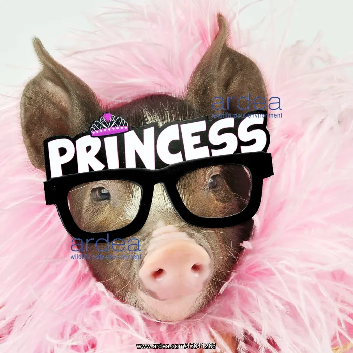 : Pig - Berkshire piglet wearing feather boa and Princess : Pig - Berkshire piglet wearing feather boa and Princess