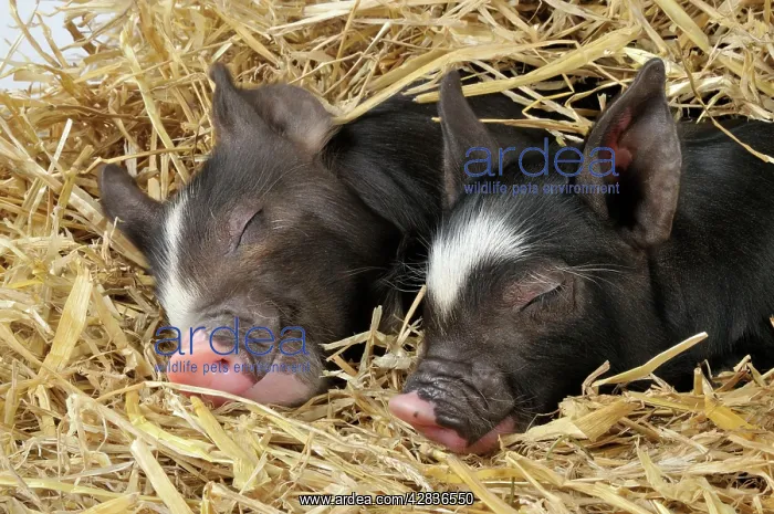  : Pig - Berkshire piglets asleep in straw