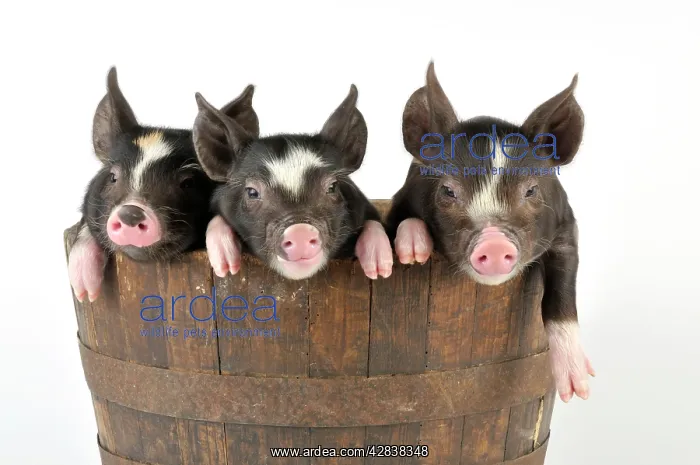  : PIG. Berkshire piglets in a tub