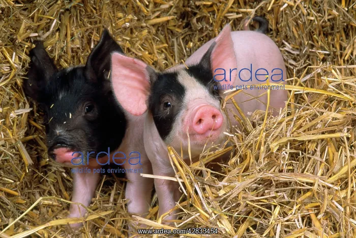 : PIG - two black & white piglets in straw : PIG - two black & white piglets in straw