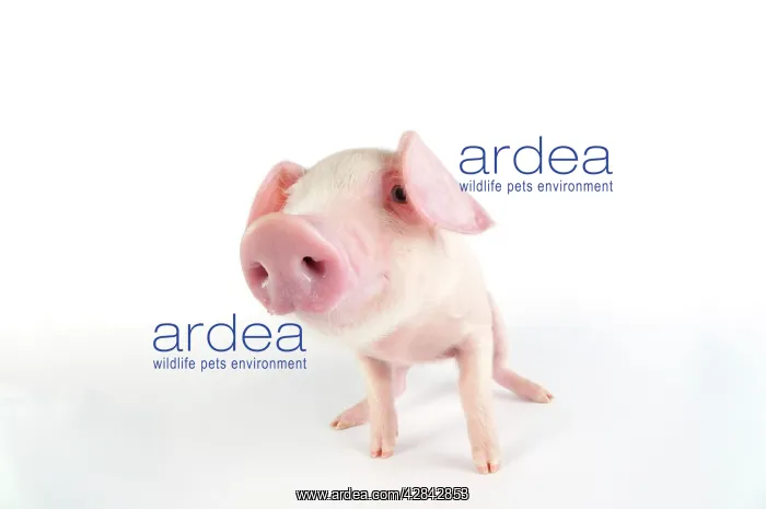 : Pig. British lop piglet on white background