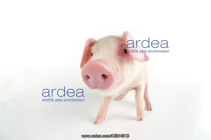  : Pig. British lop piglet on white background