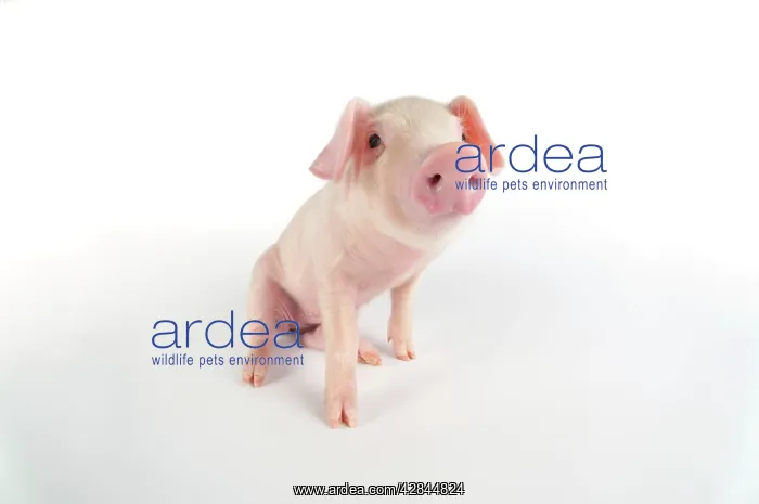  : Pig. British lop piglet on white background
