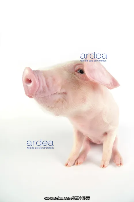  : Pig. British lop piglet on white background