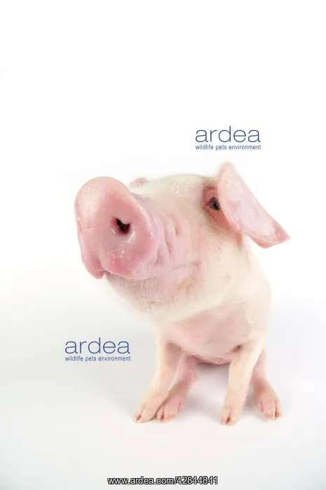 : Pig. British lop piglet on white background