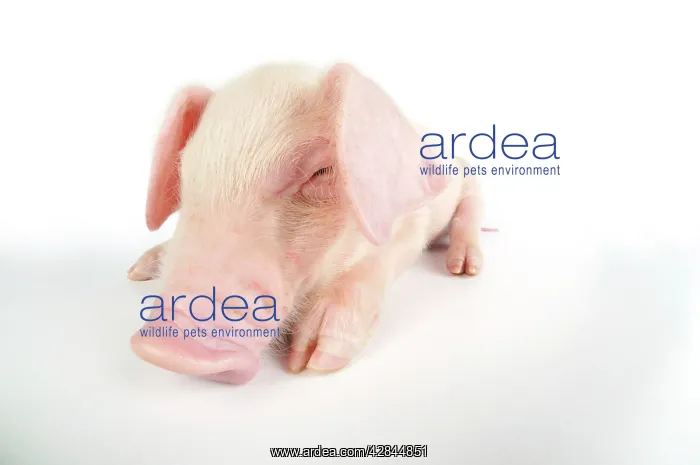  : Pig. British lop piglet on white background
