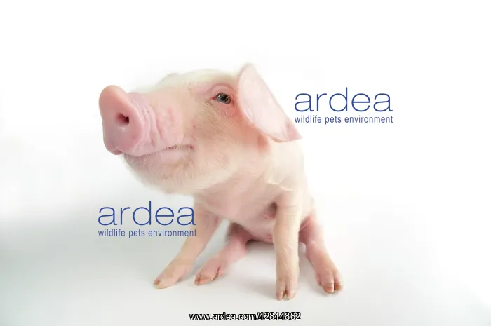  : Pig. British lop piglet on white background
