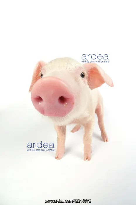  : Pig. British lop piglet on white background