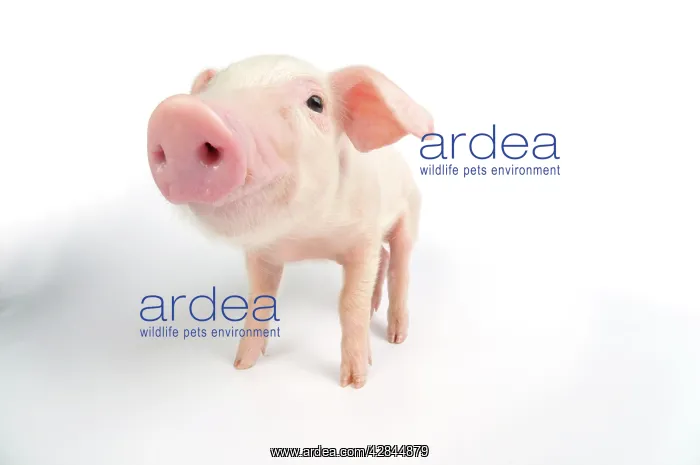  : Pig. British lop piglet on white background