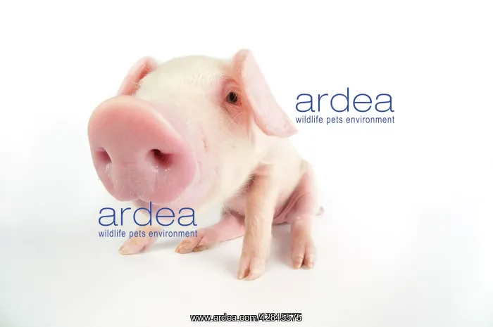  : Pig. British lop piglet on white background