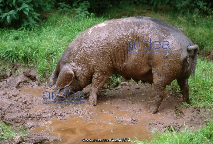 : PIG - British Saddleback : PIG - British Saddleback