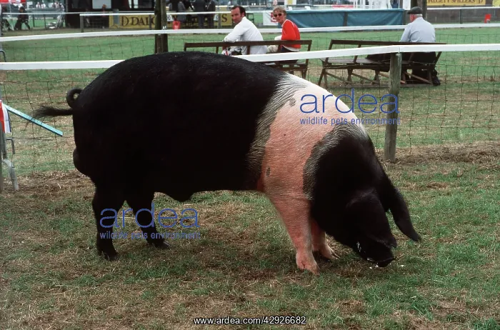  : PIG - British Saddleback Boar