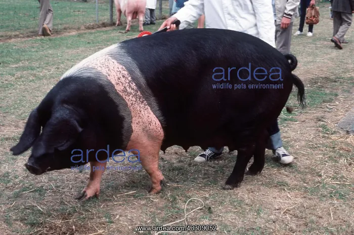 : PIG - British Saddleback sow at show : PIG - British Saddleback sow at show