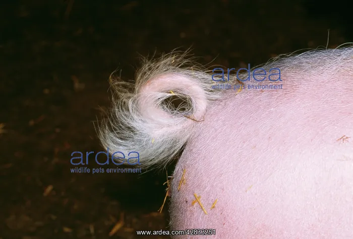 : PIG - close up of pigIs tail : PIG - close up of pigIs tail