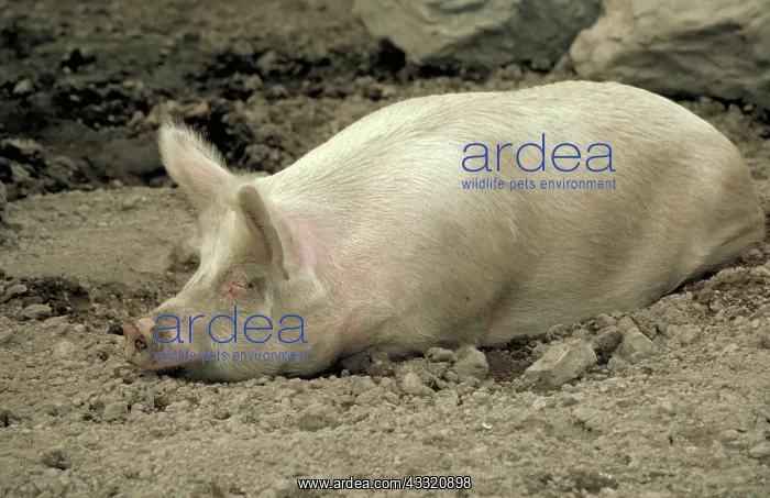 : Pig in the dirt : Pig in the dirt