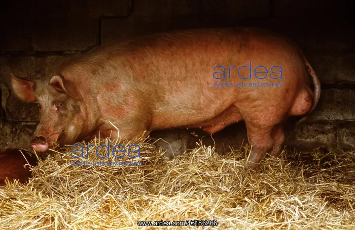 : PIG - DUROC BOAR : PIG - DUROC BOAR