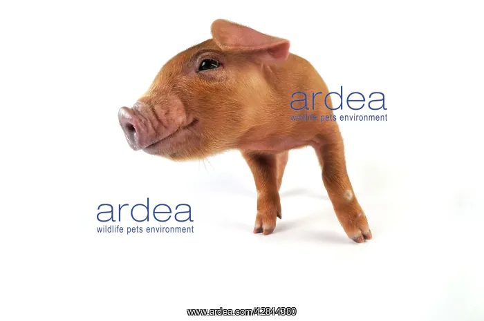  : Pig. Duroc piglet on white background