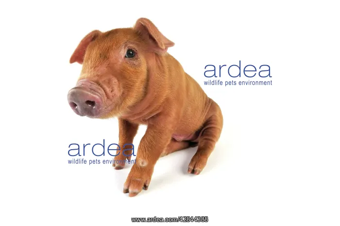  : Pig. Duroc piglet on white background