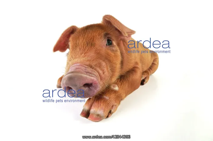  : Pig. Duroc piglet on white background