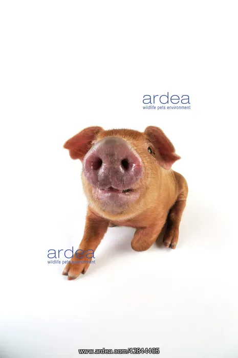  : Pig. Duroc piglet on white background