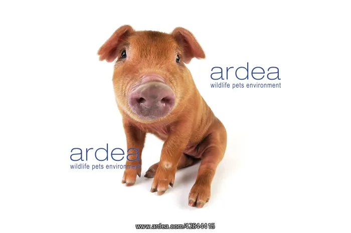  : Pig. Duroc piglet on white background