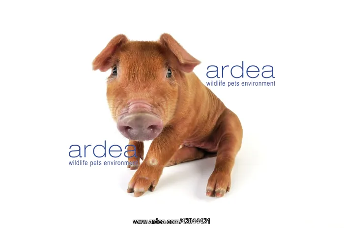  : Pig. Duroc piglet on white background