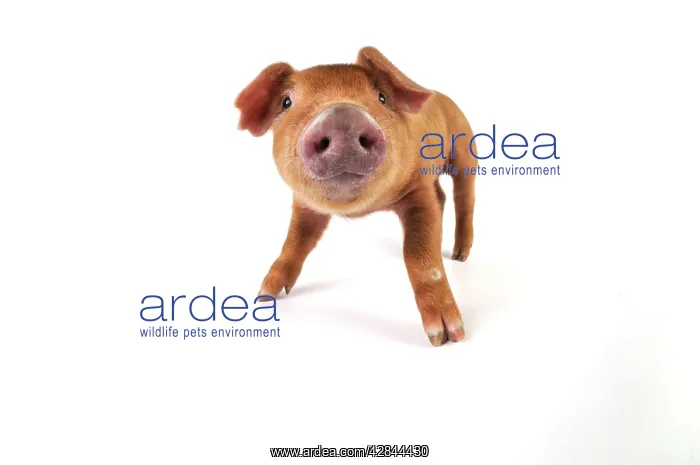  : Pig. Duroc piglet on white background