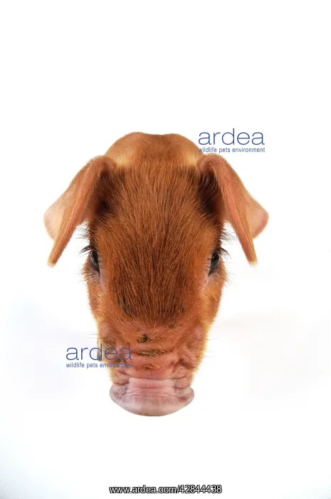  : Pig. Duroc piglet on white background