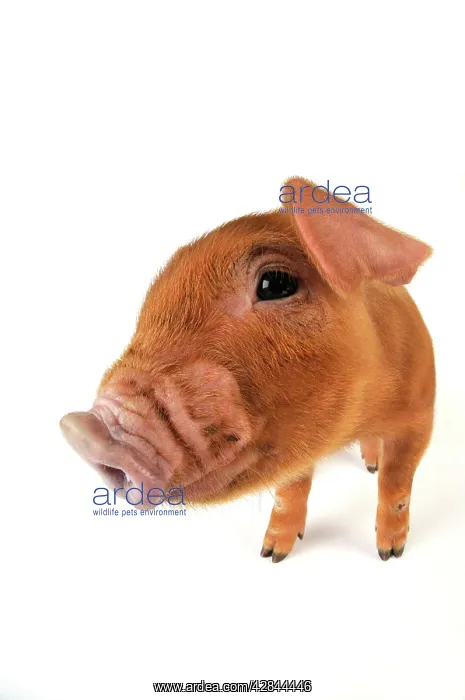  : Pig. Duroc piglet on white background