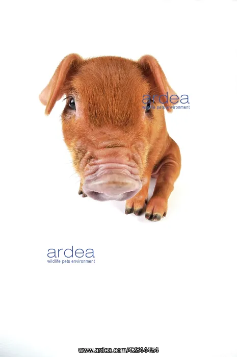  : Pig. Duroc piglet on white background