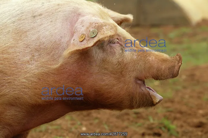 : Pig - Elevage 'Large white' : Pig - Elevage 'Large white'