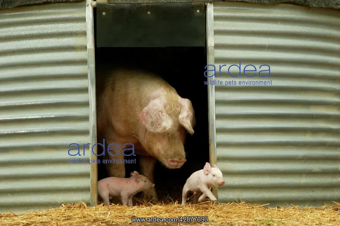: Pig - Elevage 'Large white' Pig with piglets in sty : Pig - Elevage 'Large white' Pig with piglets in sty
