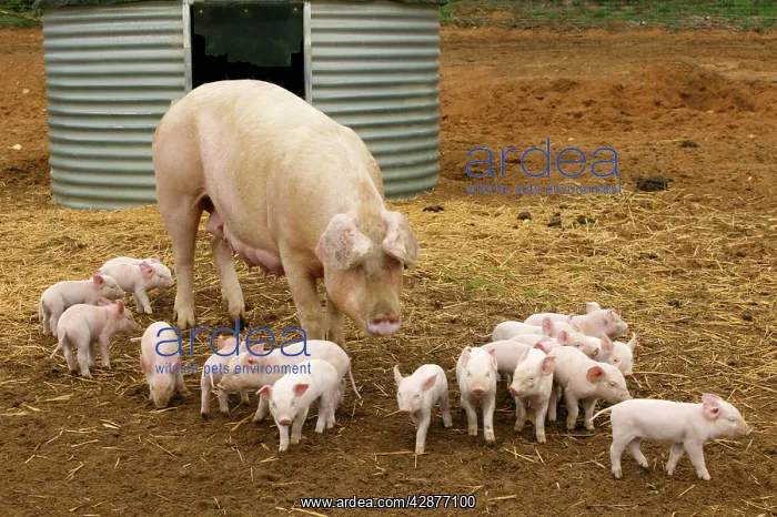 : Pig - Elevage 'Large white' Pig with piglets in sty : Pig - Elevage 'Large white' Pig with piglets in sty