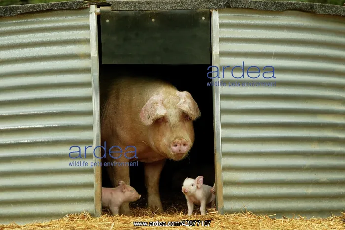 : Pig - Elevage 'Large white' Pig and piglets in sty : Pig - Elevage 'Large white' Pig and piglets in sty