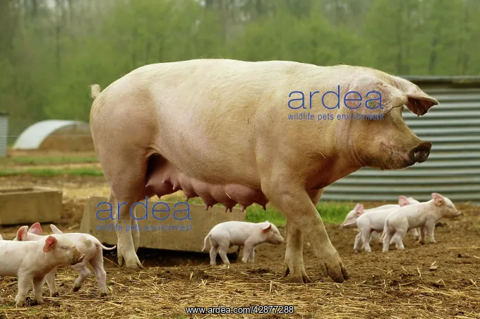 : PIG - Elevage 'Large white' Pig and piglets in sty : PIG - Elevage 'Large white' Pig and piglets in sty