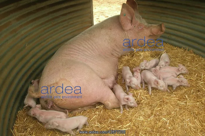  : Pig - Elevage 'Large white' Pig with piglets in sty