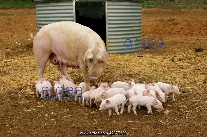: Pig - Elevage 'Large white' Pig with piglets in sty : Pig - Elevage 'Large white' Pig with piglets in sty