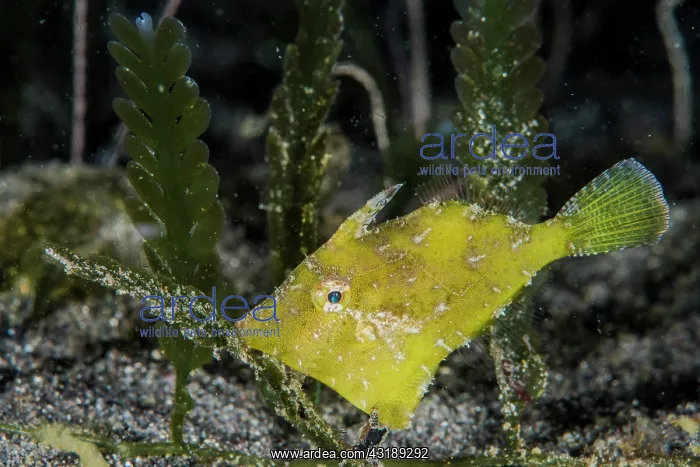 : Pig faced leather jacket (Paramonacanthus choirocephalus) : Pig faced leather jacket (Paramonacanthus choirocephalus)
